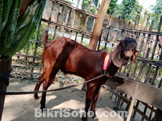 টিয়া জাতের , দুই দাঁতের পাঁঠা বিক্রি ।।